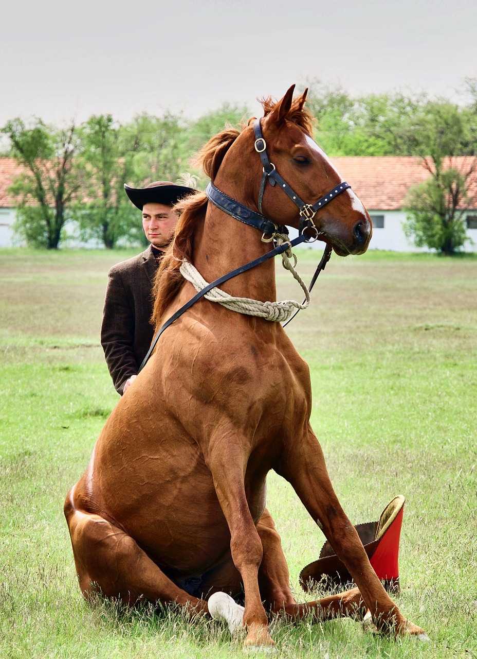 horse, rider, trick-5983150.jpg