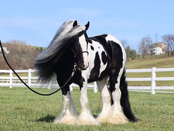 Gypsy vanner for sale