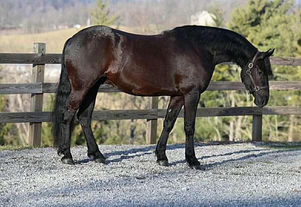 Fresian Horse for sale